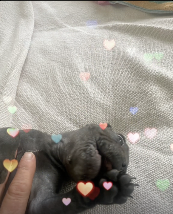 Love to Everyone, Yoda